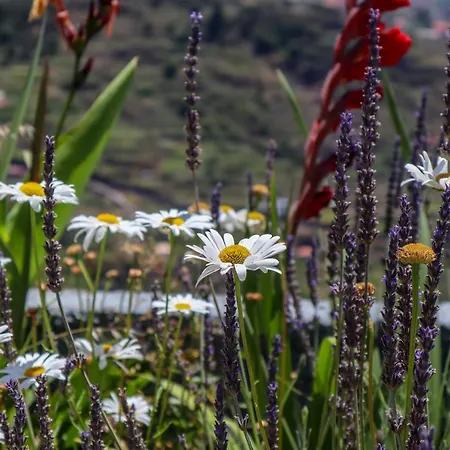 Casas Tipicas Candelaria Tabua * Понта-ду-Сол