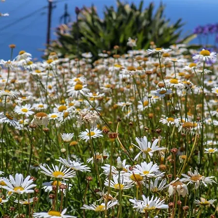 Casas Tipicas Candelaria Tabua