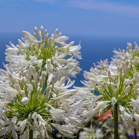 Casas Tipicas Candelaria Tabua