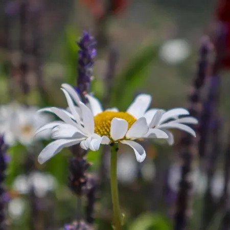 Casas Tipicas Candelaria Tabua Понта-ду-Сол