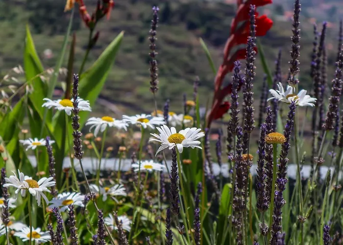 Casas Tipicas Candelaria Tabua * 蓬他达维托亚