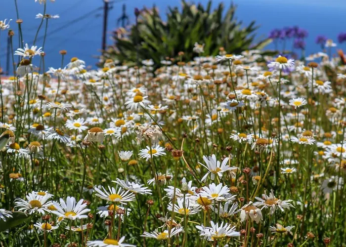 Casas Tipicas Candelaria Tabua