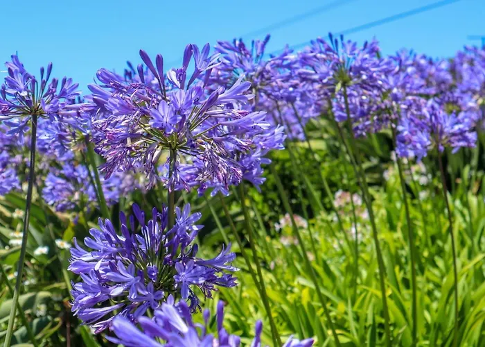 Ferienhaus Casas Tipicas Candelaria Tabua *