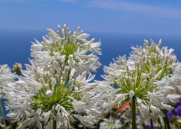 Casas Tipicas Candelaria Tabua