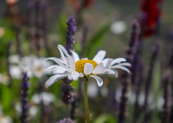 Casas Tipicas Candelaria Tabua Ponta do Sol (Madeira)